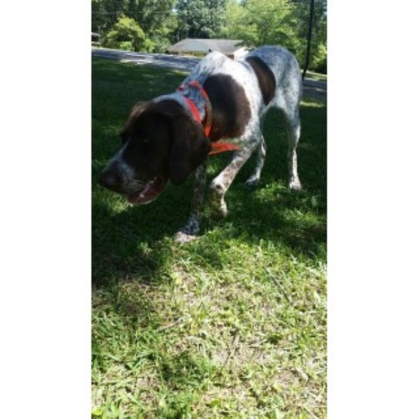 Cameron Hammond German Shorthaired Pointer Stud In Warner Robins