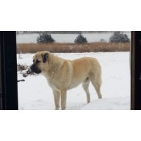 Angel's Anatolians Anatolian Shepherd Dog breeder