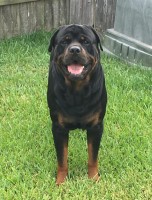 Jaden - Rottweiler Stud