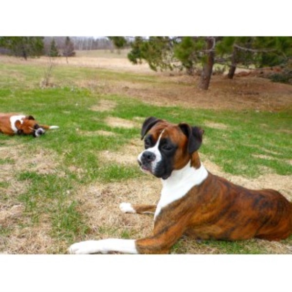 boxer puppies mn subzero boxers boxer stud in aitkin minnesota boxer puppies mn subzero boxers boxer stud in aitkin minnesota