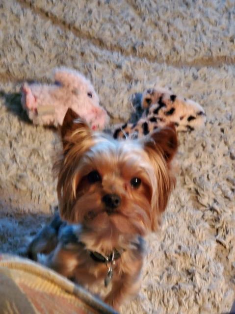 Yorkshire Terrier Stud 23823