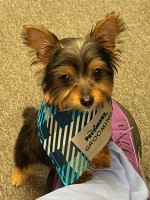 Kim - Yorkshire Terrier Stud