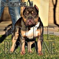 Brute Dynasty Kennel American Pit Bull Terrier breeder