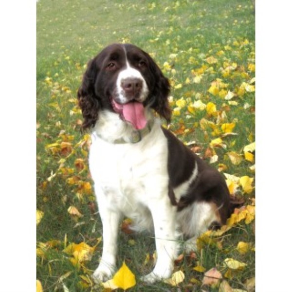 English Springer Spaniel Breeder 22530