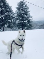 Select or enter Siberian Husky breeder