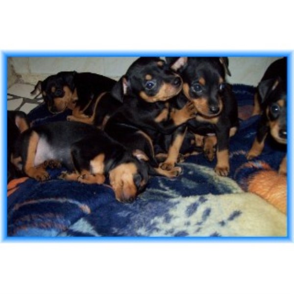 Miniature Pinscher Stud 22452