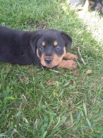 D5rottie ranch Rottweiler breeder