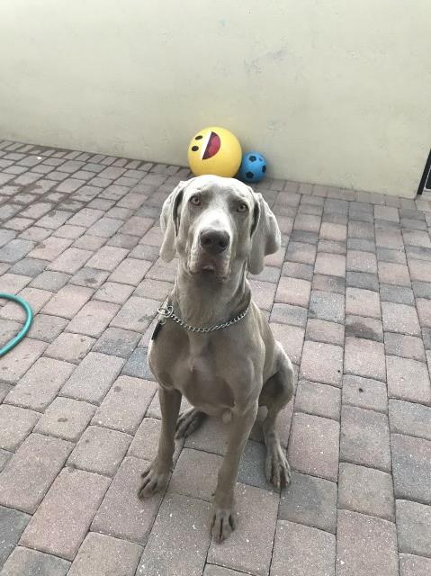Weimaraner Stud 26593