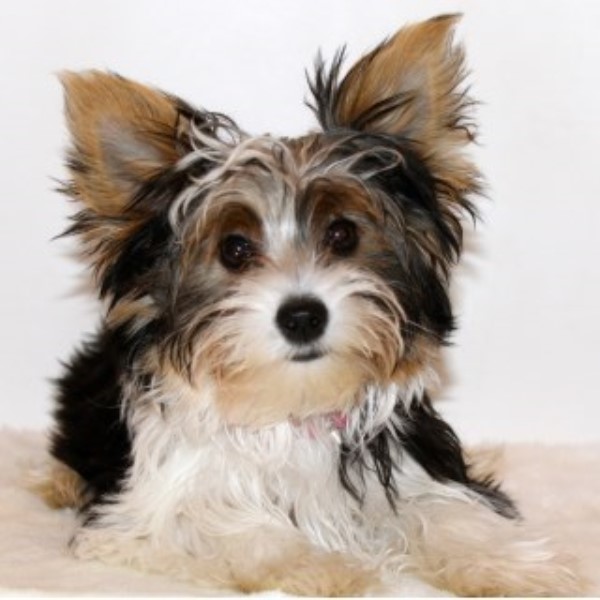 Yorkshire Terrier Breeder 24956