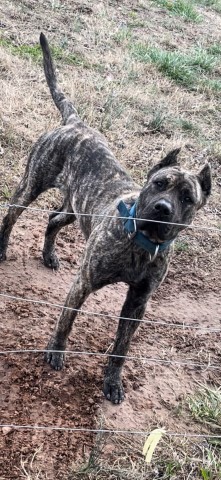 Perro De Presa Canario Stud 30951