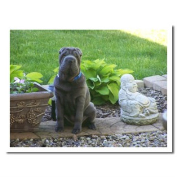 Steelrose Chinese Shar Pei Breeder In Canton Ohio