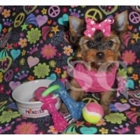 SG Puppies Shih Tzu breeder