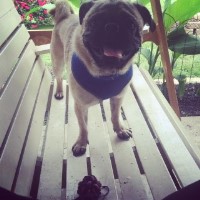 Veronica Degutis - Pug Breeder Pug breeder