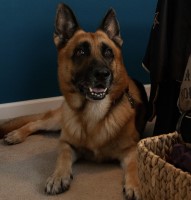 Allison Williams - German Shepherd Dog Stud