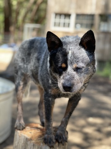 Burnbright Kennels