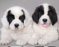Newfoundland Puppies Newfoundland Dog breeder