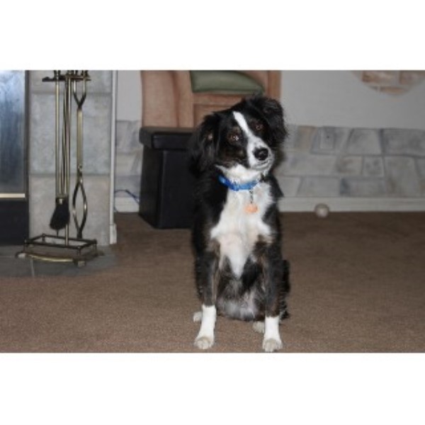pug puppies for sale bakersfield ca judi whittington miniature australian shepherd stud in bakersfield california pug puppies for sale bakersfield ca judi whittington miniature australian shepherd stud in bakersfield california