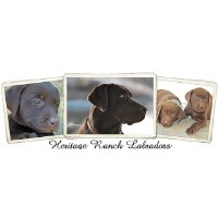 Heritage Ranch Labradors Labrador Retriever for breeder