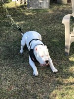 Kathleen - Dogo Argentino Stud