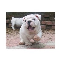 The Brave Family international pets re-homers English Bulldog for breeder