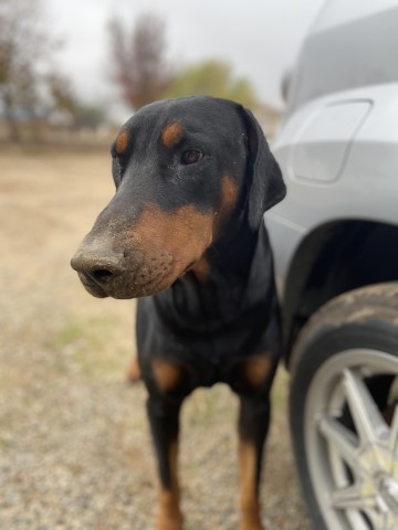 Doberman Pinscher Stud 28313