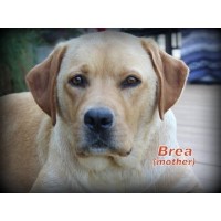 Mountian Veiw Labs Labrador Retriever breeder