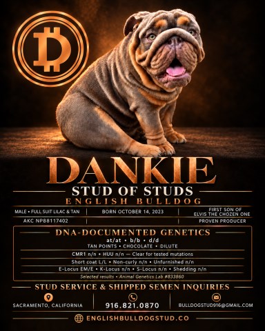 Dankie English Bulldog Stud