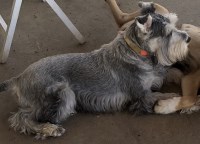 Land & Hand - Miniature Schnauzer Stud