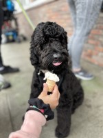 Michelle Gallego - Goldendoodle Stud