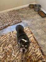 Vyacheslav - English Bulldog Stud