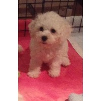 Bichon Lovers Bichon Frise breeder