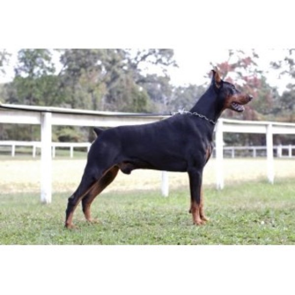 Doberman Pinscher Breeder 22474