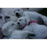 Mapleleaf Goldens Golden Retriever breeder