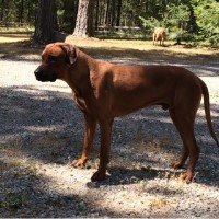 A Plus Ridgeback Hounds LLC Rhodesian Ridgeback breeder