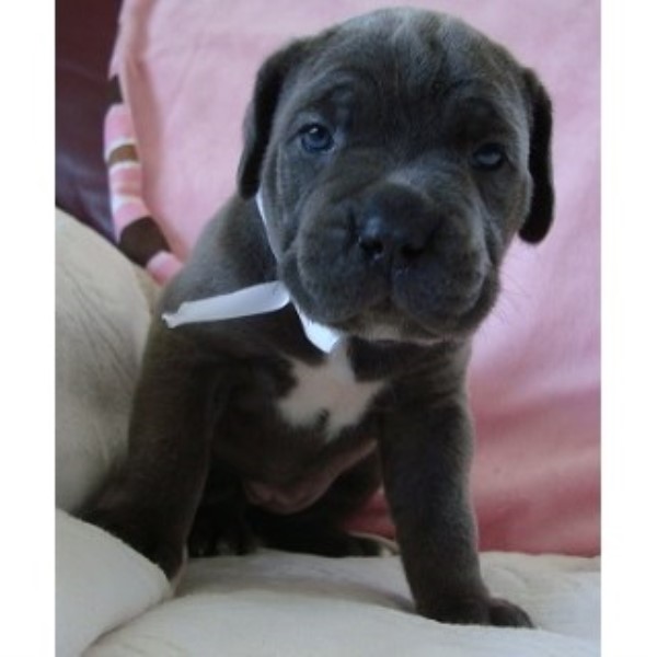 Cane Corso Breeder 23610