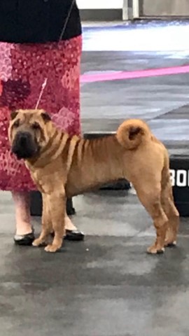 Chinese Shar Pei Stud 28725