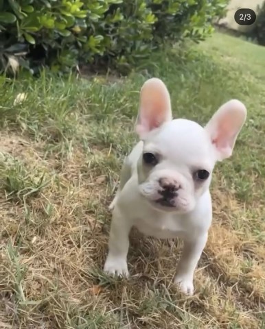 French Bulldog Stud 29376