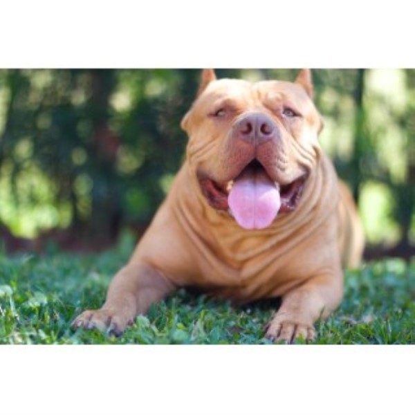 American Pit Bull Terrier Breeder 25233