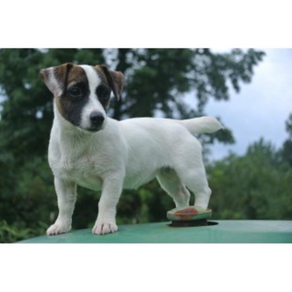 Jack Russell Terrier Breeder 23594