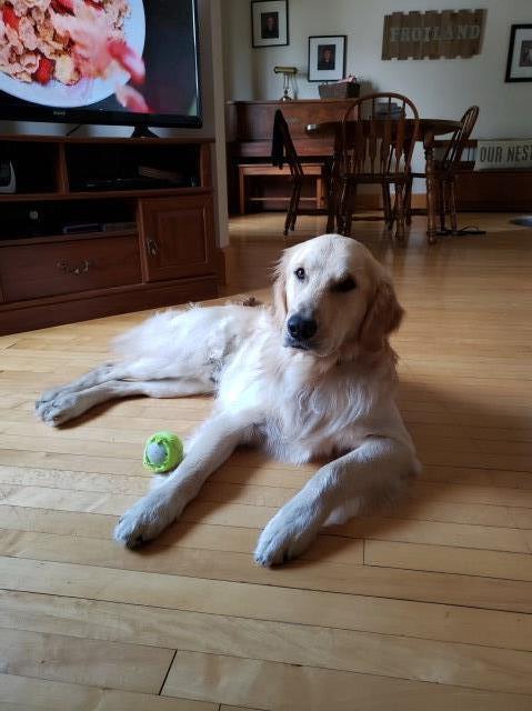 Golden Retriever Stud 27346
