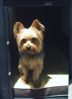 James Ussery - Yorkshire Terrier Stud