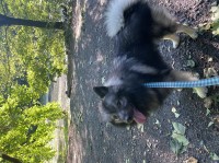 Keeshond thumbnail