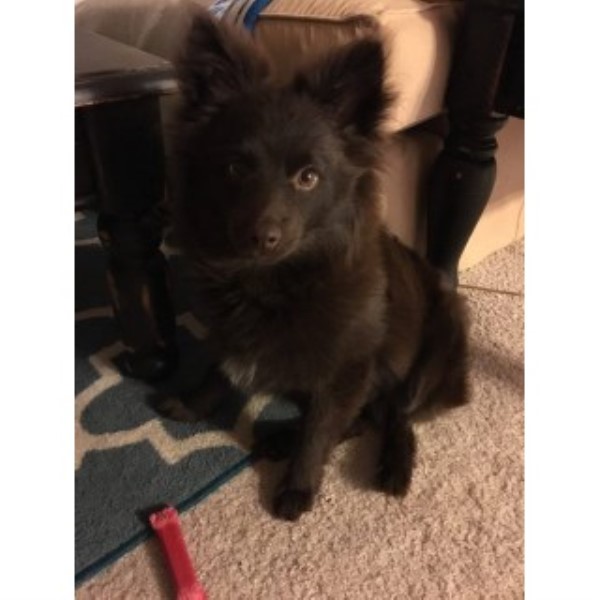 Dog Kennel For Sale In Knoxville Tn Dog Kennel For Sale In Knoxville Tn