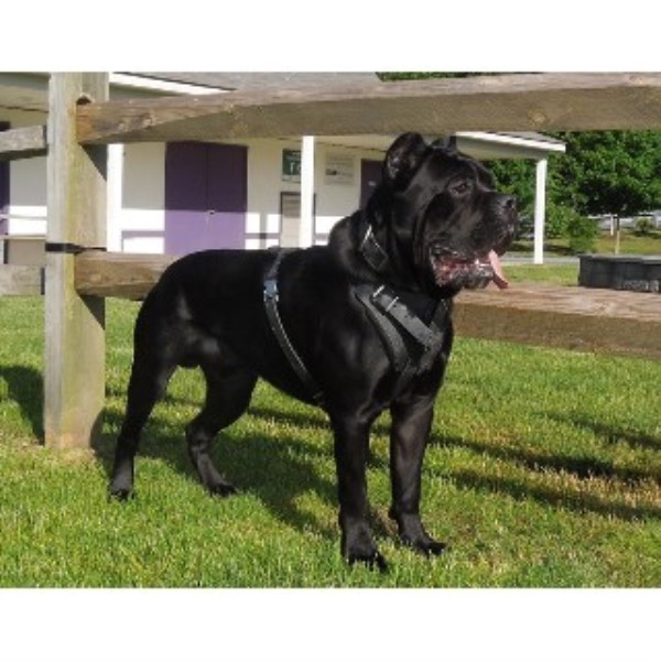 NJ Cane Corso, Cane Corso Breeder in Bayonne, New Jersey