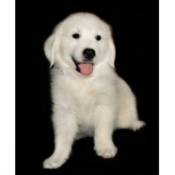 Golden Retriever Breeder 23616