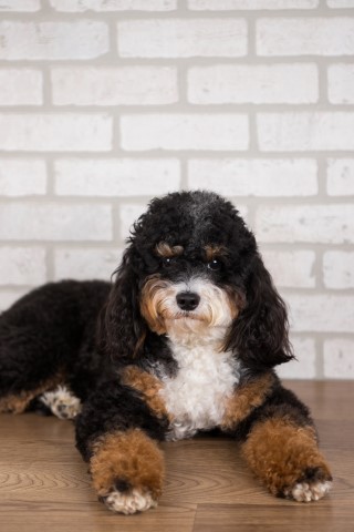 Poodle Miniature Stud 30939