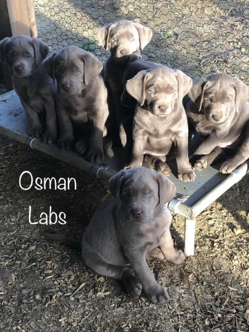 Labrador Retriever Breeder 25803