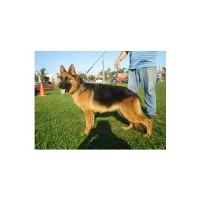 WolfGang Expert Dog Training German Shepherd Dog breeder