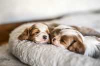 4-Ever Best Friends French Bulldog breeder