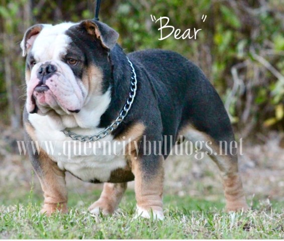 English Bulldog Stud 26708